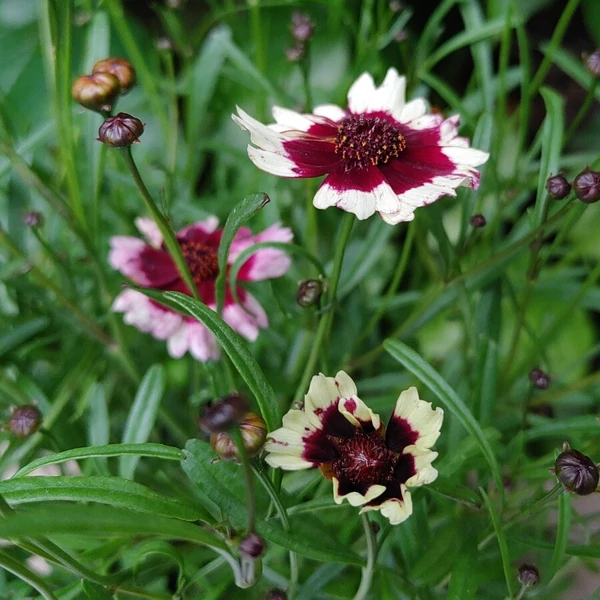 Coreopsis Chorasan Burgundy & White - Menyecskeszem Cs14