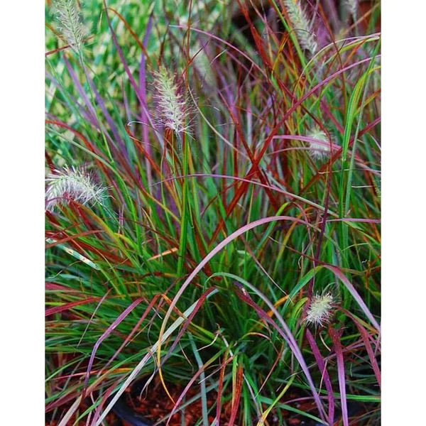 Pennisetum alopecuroides Burgundy Bunny- Évelő tollborzfű D14