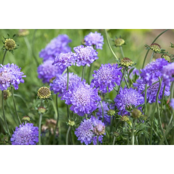 Scabiosa columbaria Butterfly Ördögszem CS9