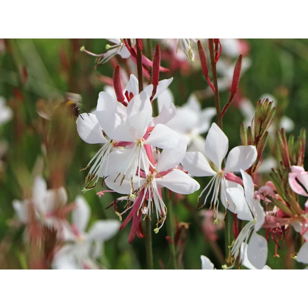 Gaura lindheimeri Whiling Butterflies- Díszgyertya CS14