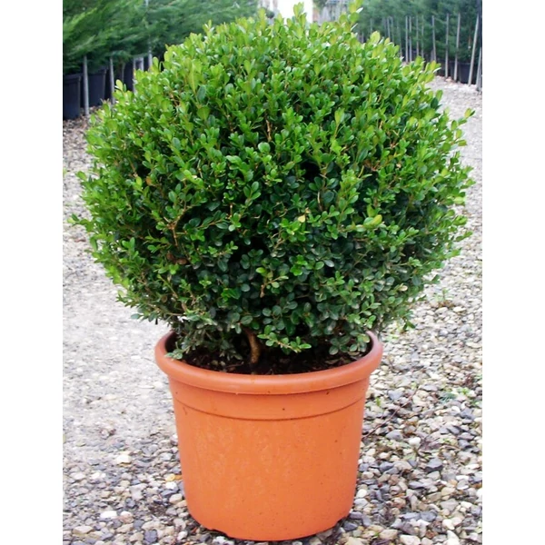 Buxus microphylla 'Faulkner' - Buxus gömb 40/60 FL