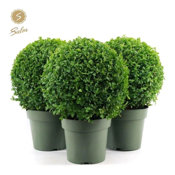 Buxus sempervirens - Örökzöld puszpáng gömb P21/4L 25+