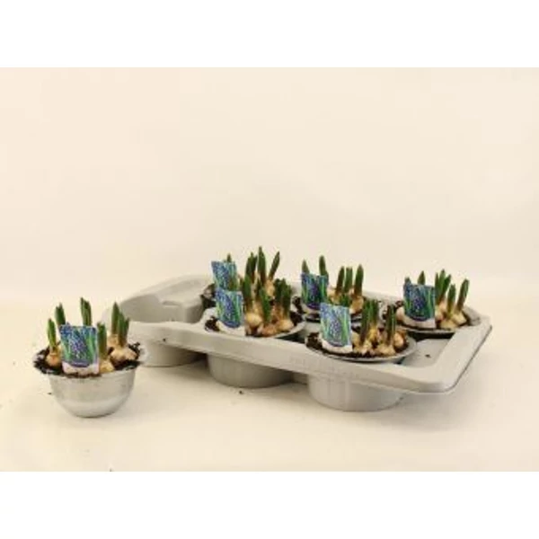 Muscari Hajtatott Fémedénybe  CS12