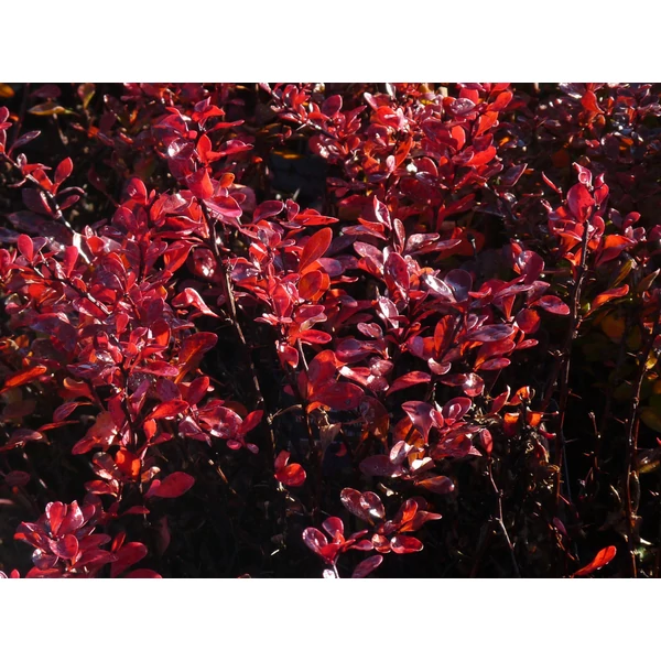 Berberis thunbergii 'Dart's Red Lady' - Japán Vérborbolya