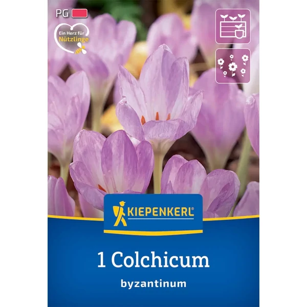 Kiepenkerl Crocus Byzantinum  krókusz virághagymák 1db