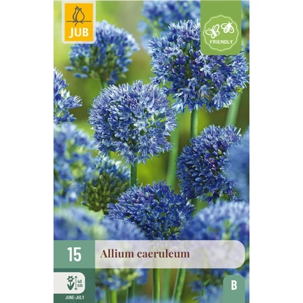 Jub Caeruleum  - Díszhagyma 15 db/cs Jub Caeruleum  - Díszhagyma 15 db/cs