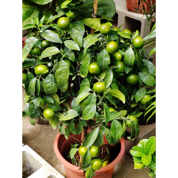 Calamondin / Calamondino (Citrus mitis) - alacsony törzsön P12 25/30