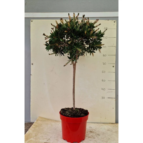 Callistemon citrinus 'Splendens'  - Citromillatú kefevirág törzses P10 120cm