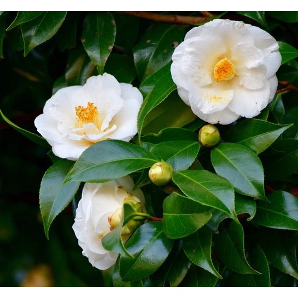 Camelia japonica K13L 35cm