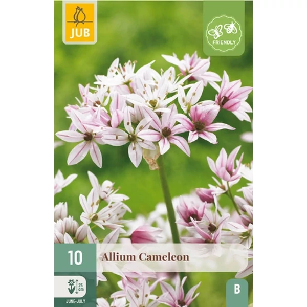 Jub Cameleon  - Díszhagyma 10 db/cs Jub Cameleon  - Díszhagyma 10 db/cs