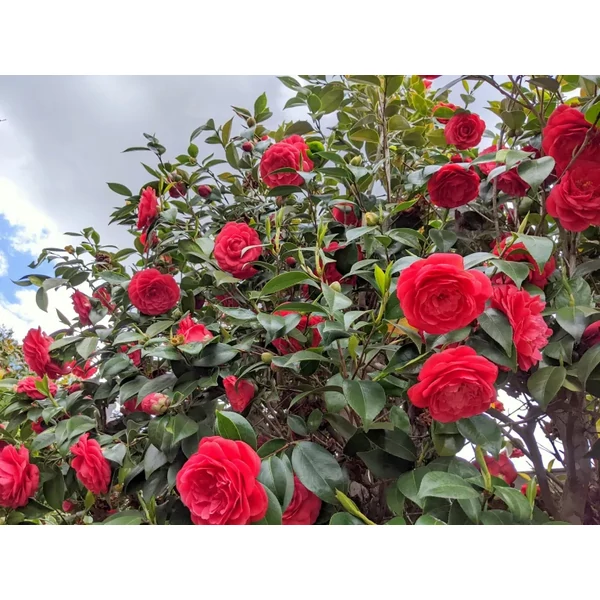 Camellia Japonica - Japán kamélia K10 40/55