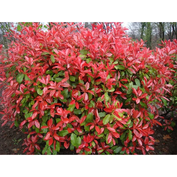 Photinia Extra Red - Vörös korallberkenye CS14 30/40