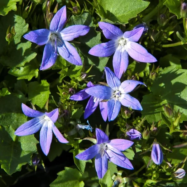 Campanula - Harangvirág CS14