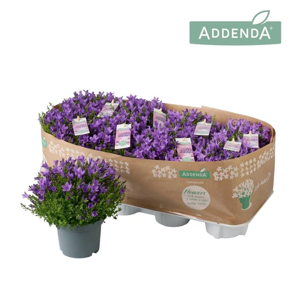 Campanula Ambella Intense Purple - Lila harangvirág P12 