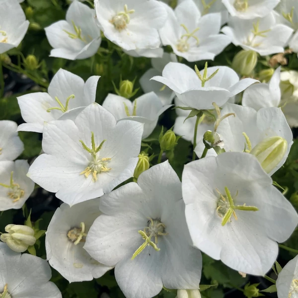 Campanula -  Harangvirág Perla White