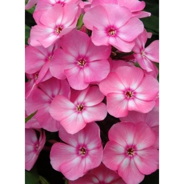 Phlox paniculata  Summer Candy Bugás lángvirág D14