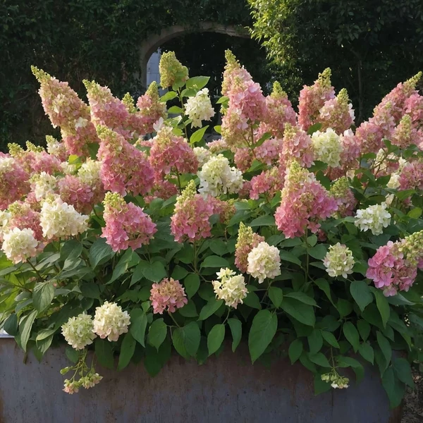 Hydrangea paniculata Candlelight - Bugás hortenzia K3,5 30/50