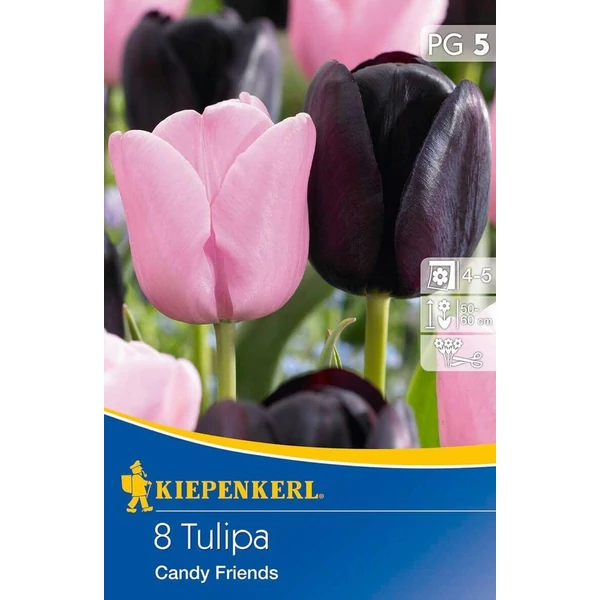 Kiepenkerl Tulipa Candy Friends kései  virágú tulipán virághagymák 8db