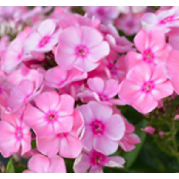 Phlox paniculata Sweet Summer Candy - Bugás lángvirág D14