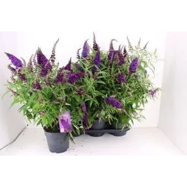 Buddleja davidii Butterfly Candy Little lila - Nyáriorgona 19l