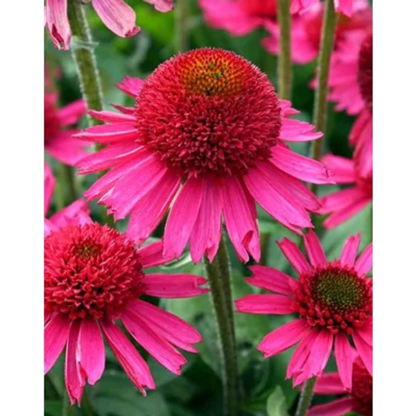 Echinacea - Kasvirág Delicious Candy D14
