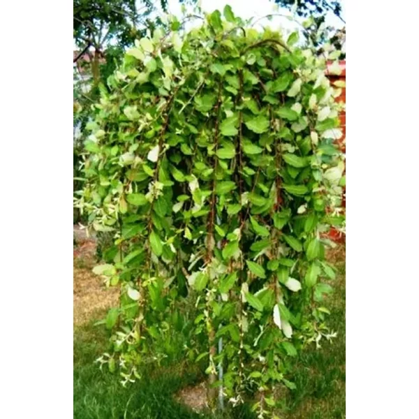 Salix caprea 'Pendula' - Csüngő barkafűz K5 TM160