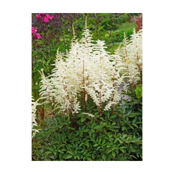Astilbe - Tollbug Cappuccino Cs2L