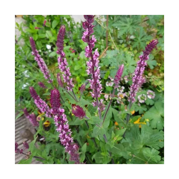 Salvia caradonna - Ligeti zsálya CS9