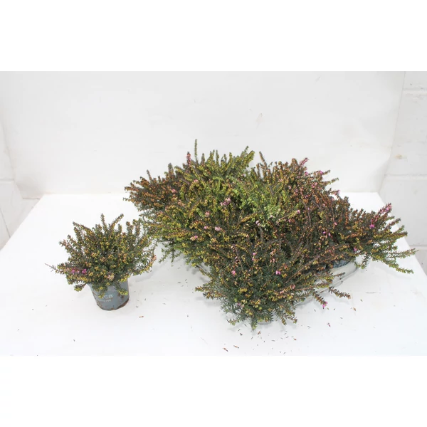 Erica carnea - Alpesi hanga