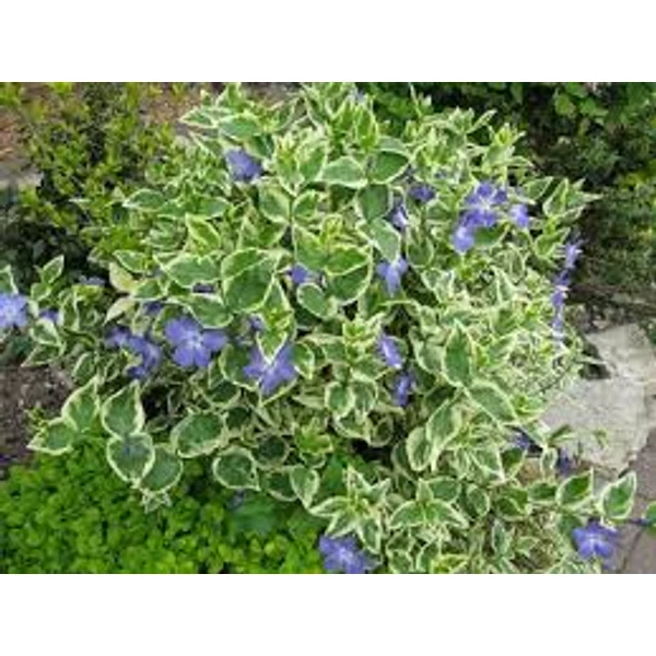 Vinca major  - Nagylevelű meténg CS9