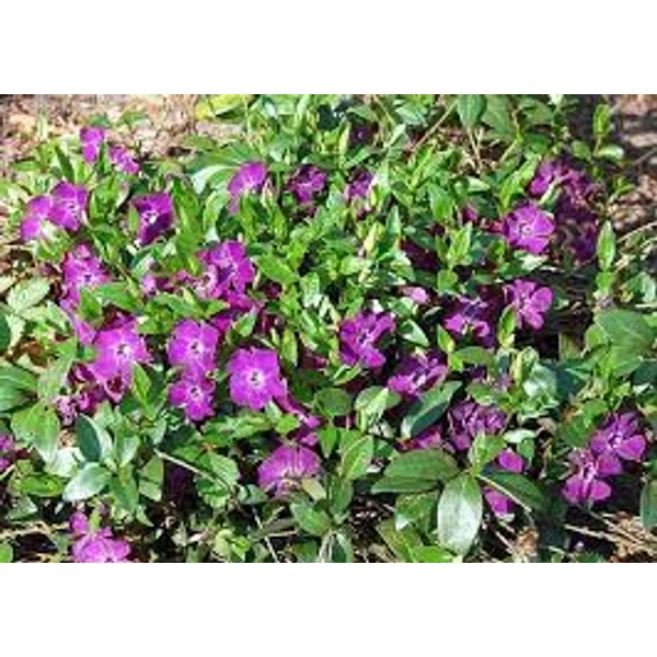 Vinca minor 'Atropurpurea' - Kis meténg bíborlila Cs9