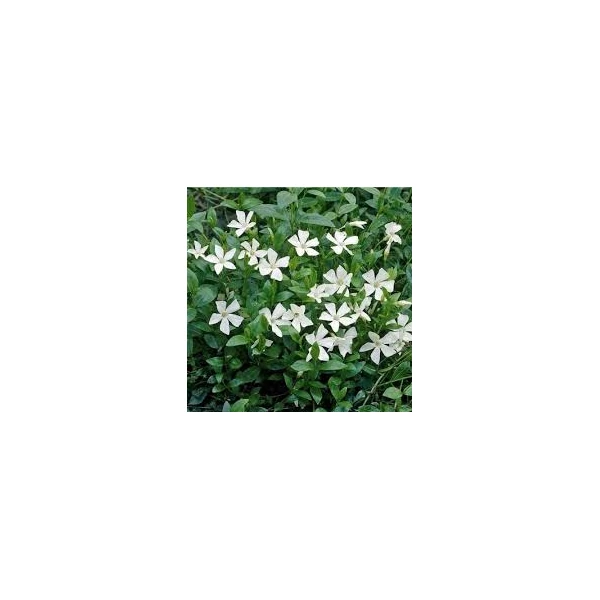 Vinca minor Alba - Kis meténg fehér CS9
