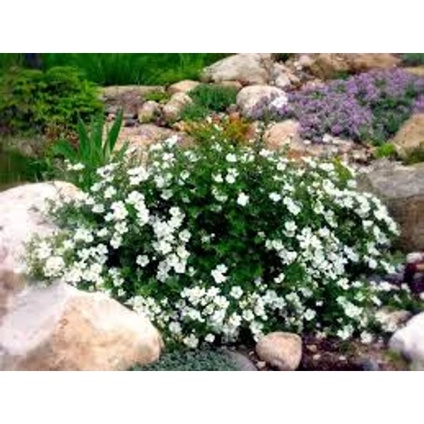 Potentilla fruticosa 'Abbotswood' - Cserjés pimpó 30/40