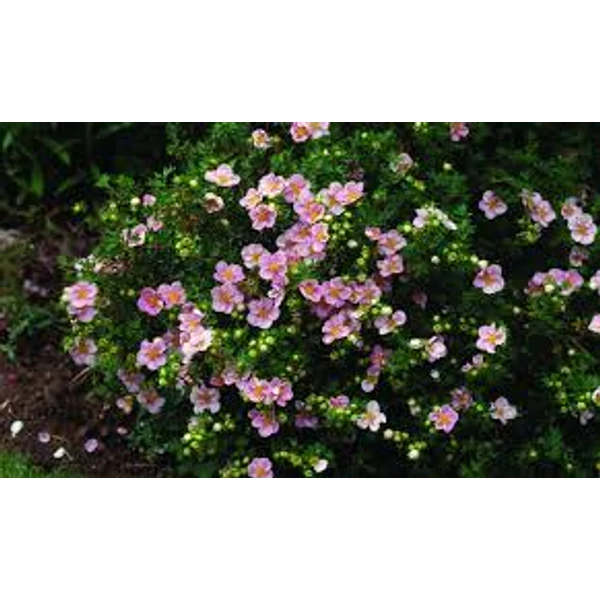 Potentilla fruticosa 'Bella Rosa' / 'Hachrosa' - Cserjés pimpó 20-40