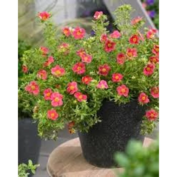 Potentilla fruticosa 'Danny boy' ('Lissdan PBR') - Cserjés pimpó 20-40