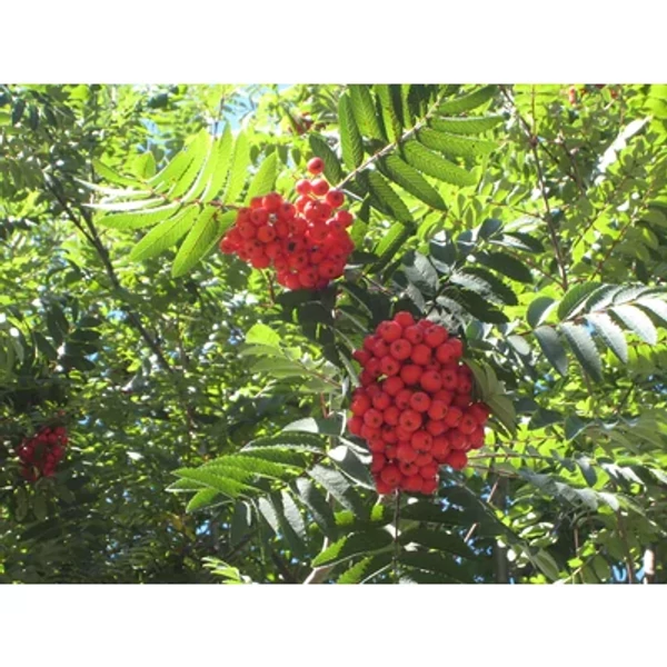 Sorbus aucuparia 'Cardinal Royal' - Madárberkenye K10,5 6/8