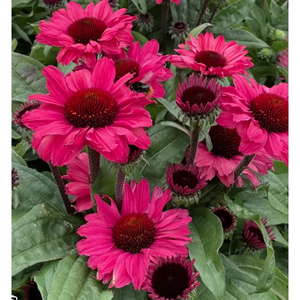 Echinacea SunSeekers Sweet Fuchsia - Kasvirág D14