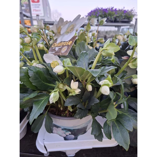 Helleborus niger Christmas Carol Fekete hunyor  Cs19