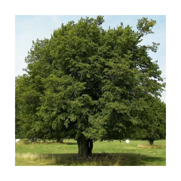 Carpinus betulus 'Beeckman' - Közönséges gyertyán K20 200/250 8/10+