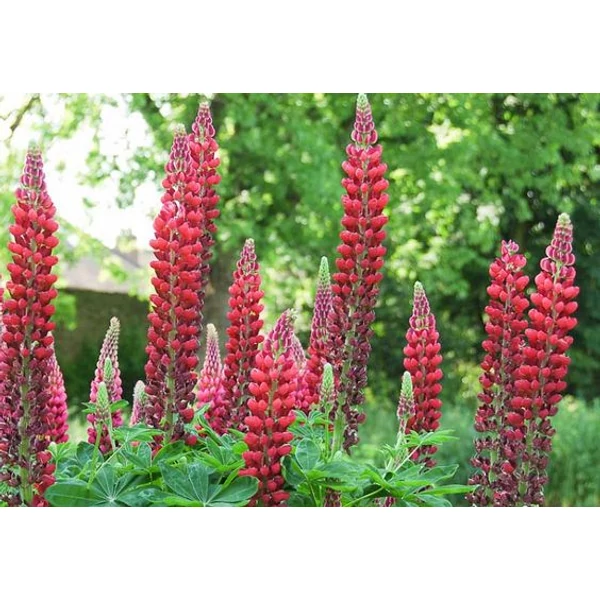 Lupinus My Castle- Csillagfürt CS17