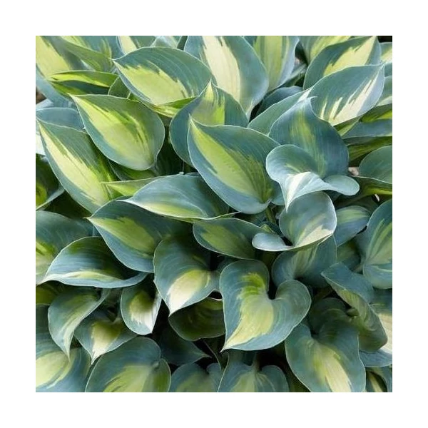 Hosta Catherine- Árnyékliliom CS14