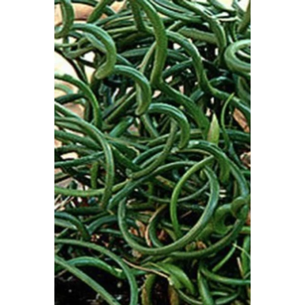 Juncus effusus Spiralis – Csavart szittyó CS9