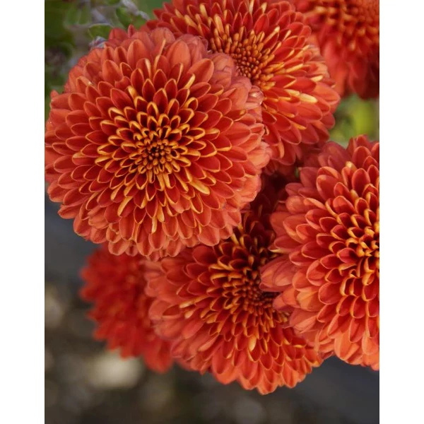 Chrysanthemum indicum Brockenfeuer Cs14
