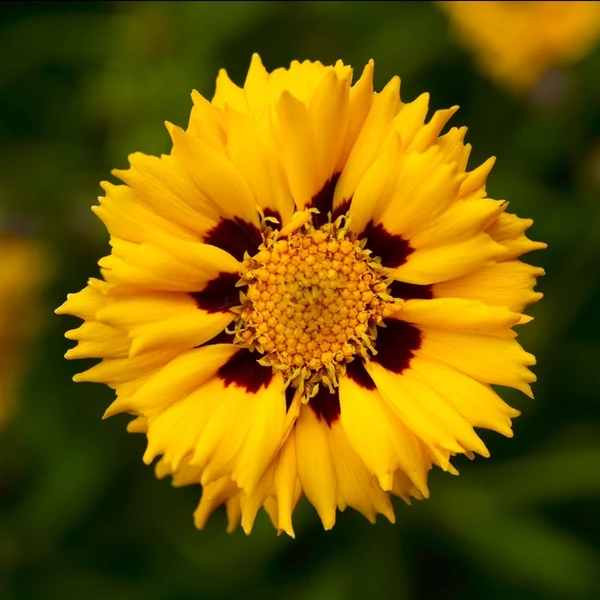 Coreopsis Andiamo Yellow Red - Menyecskeszem CS14