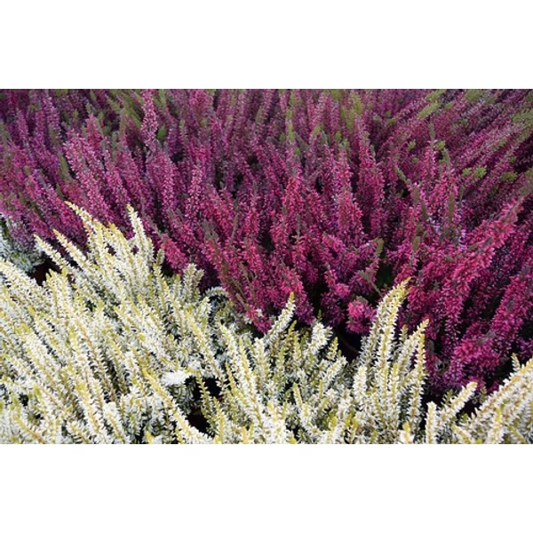 Calluna - Csarab Cs10