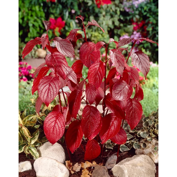 Cornus alba 'Siberian Pearls' - Fehér som
