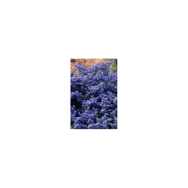 Ceanothus ‘Puget Blue’ – Táskavirág K3 T50