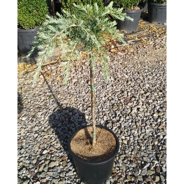 Cedrus deodara 'Feelin' Blue'  - Kék terülő himalájai cédrus T1/4 CLT9