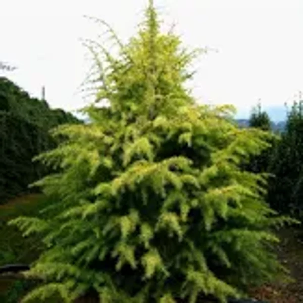 Cedrus deodara 'Aurera' – Aranycédrus/Sárga himalájai cédrus CLT 80 H 250/300