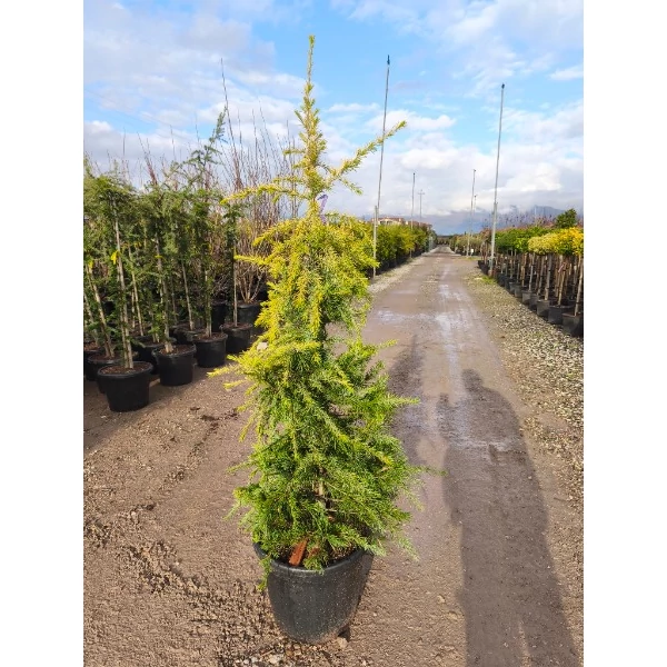 Cedrus deodara 'Aurera' – Aranycédrus Sárga himalájai cédrus K30 125/150